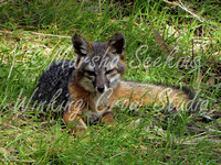 Island Fox, Channel Islands NP