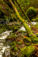 Rainforest Creek, Arroyo Park, Bellingham, WA