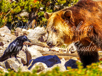 A Conversation, Wolf & Grizzly Rescue, West Yellowstone, MT