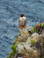 Peregrine Falcon, Channel Islands NP