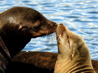 sealions-11