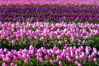 Purples, Skagit Valley, WA