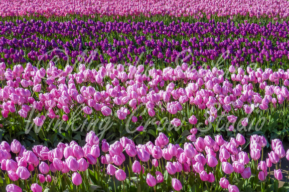 Purples, Skagit Valley, WA