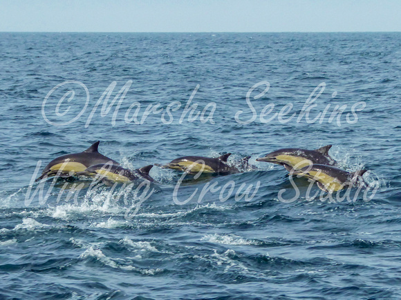 Dolphin Escort, Channel Islands NP