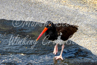 Oystercatcher, Galapagos Archipelago, Ecuador