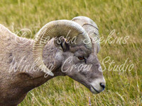 Bighorn Sheep, Badlands NP